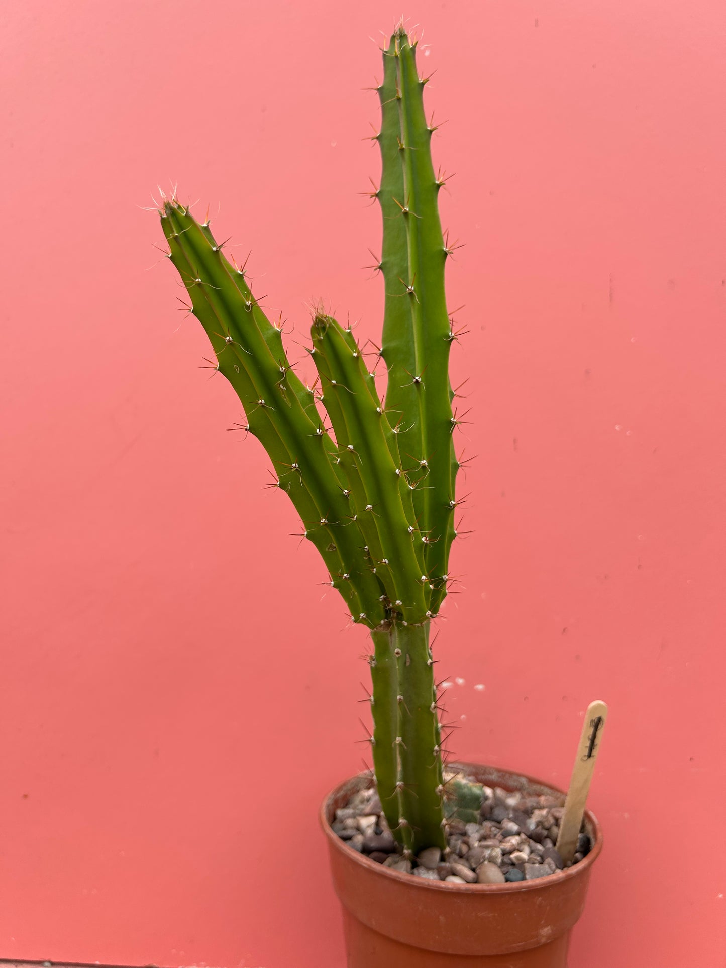 Disocactus species (1043)