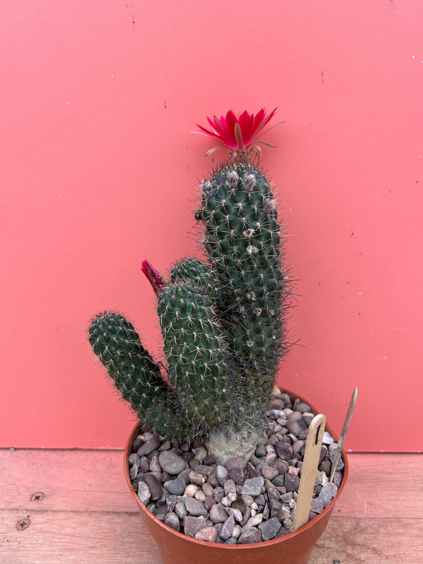 Lobivia zecherii (1045)