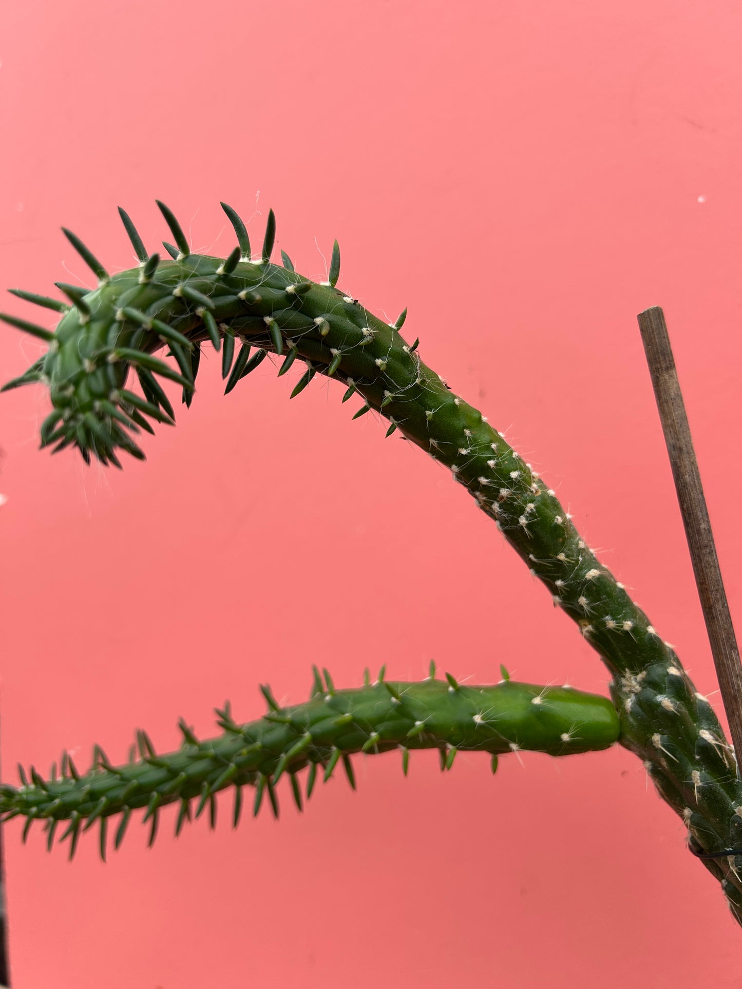 Austrocylindropuntia subulata (1047)