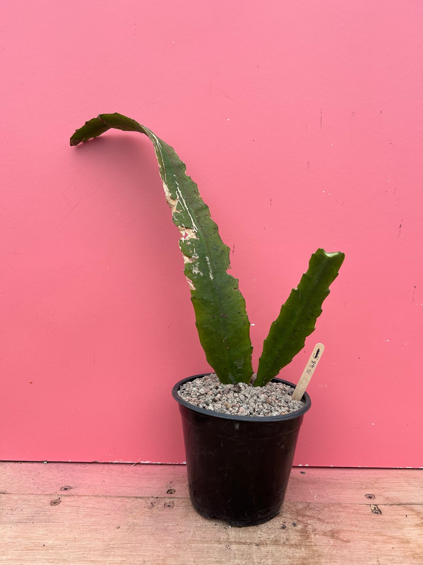 Epiphyllum ackermanii (1048)