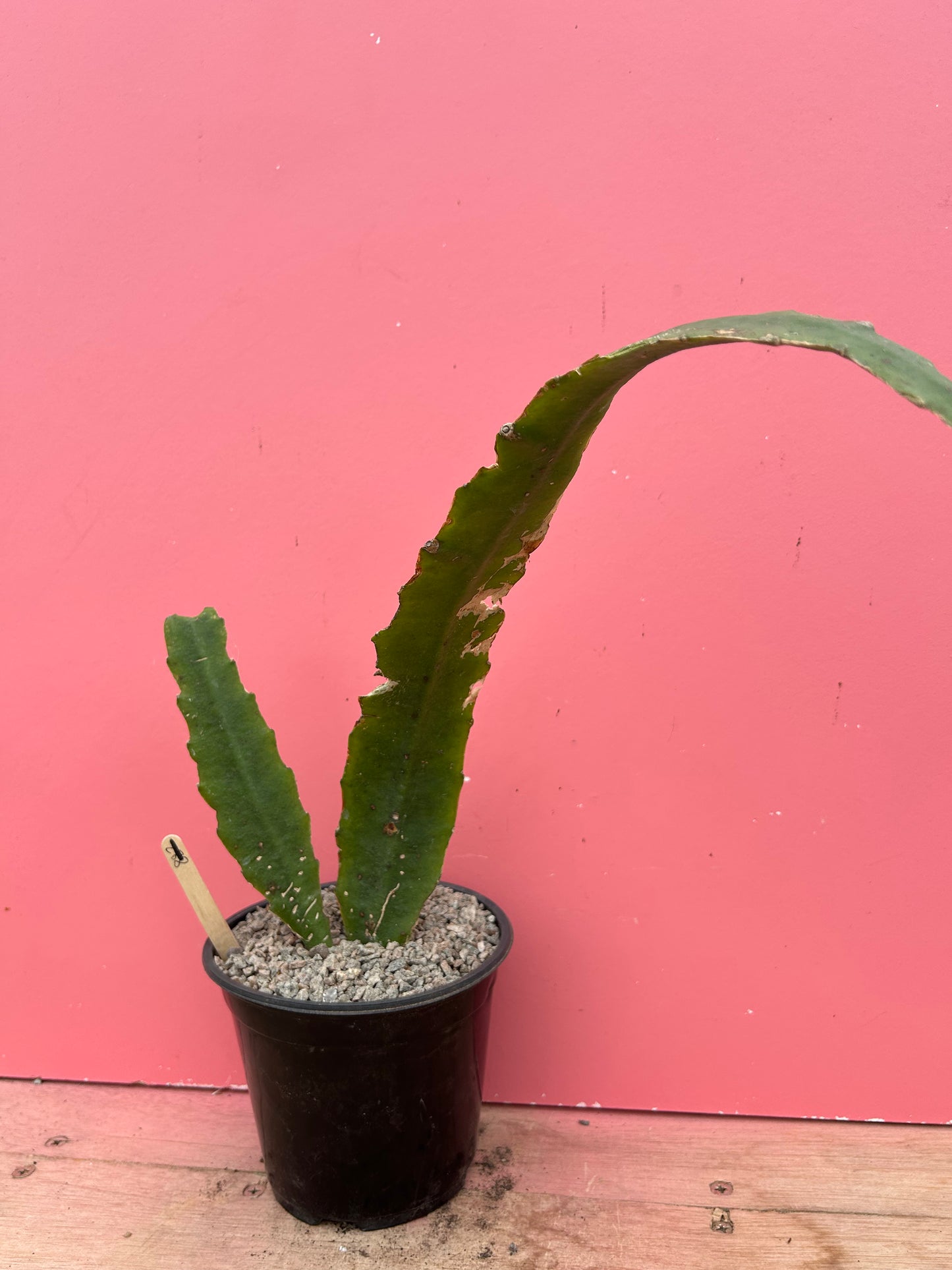 Epiphyllum ackermanii (1048)