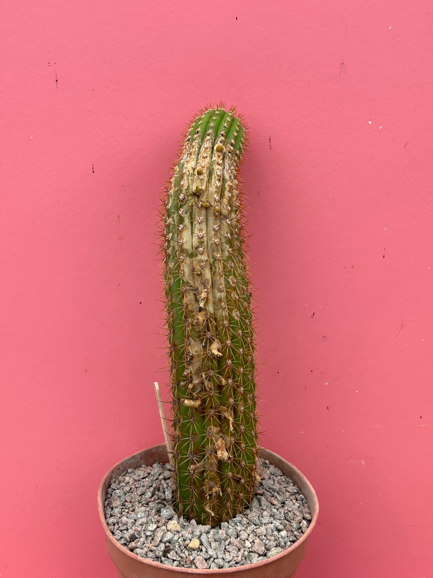 Trichocereus spachianus (1050)