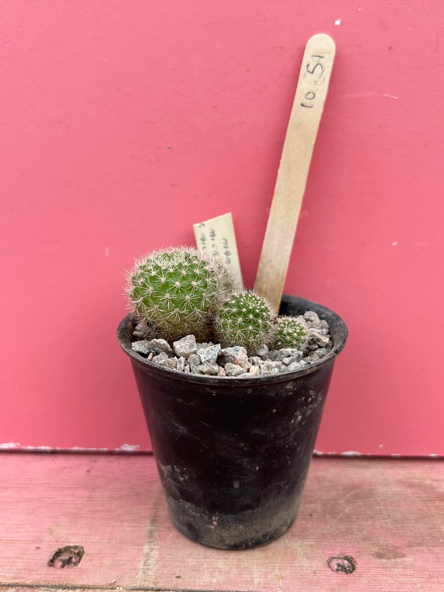 Mammillaria microhelia (1051)