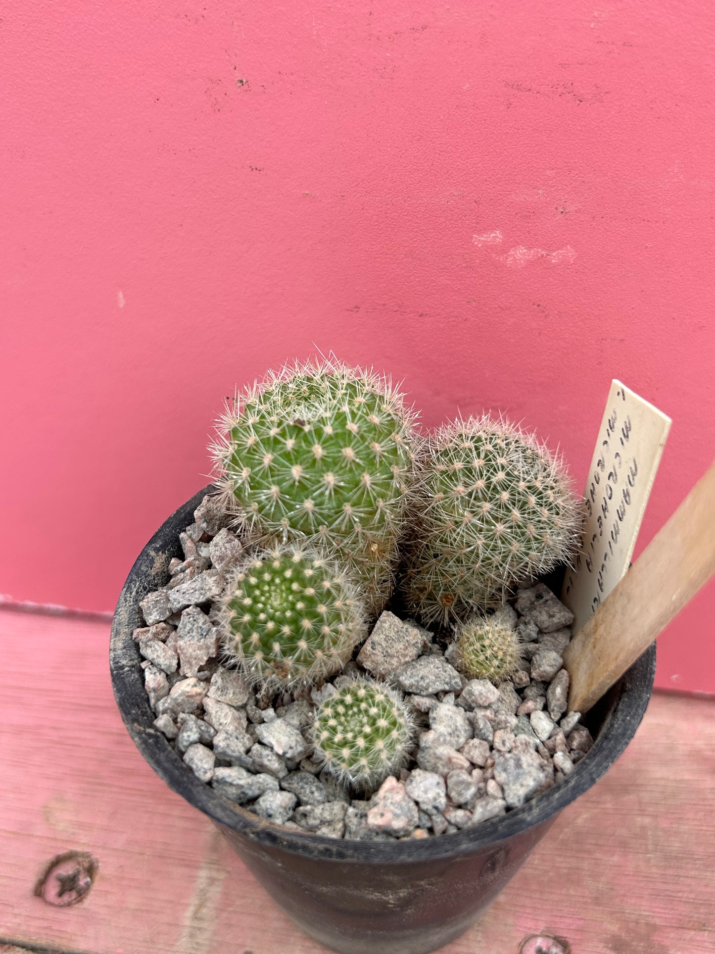 Mammillaria microhelia (1051)