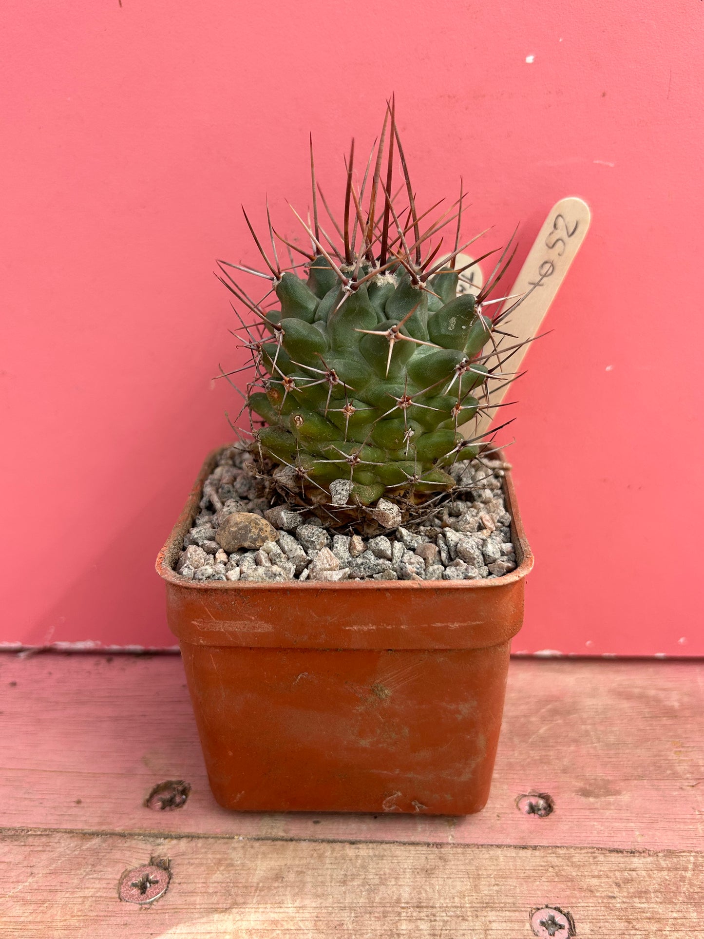 Thelocactus nidulans (1052)