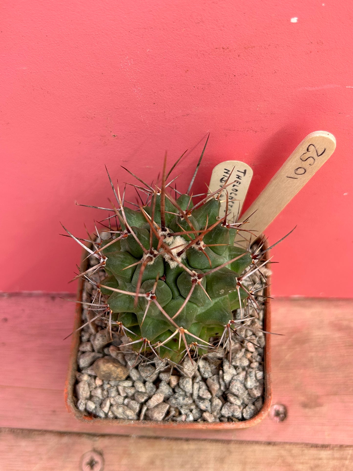 Thelocactus nidulans (1052)