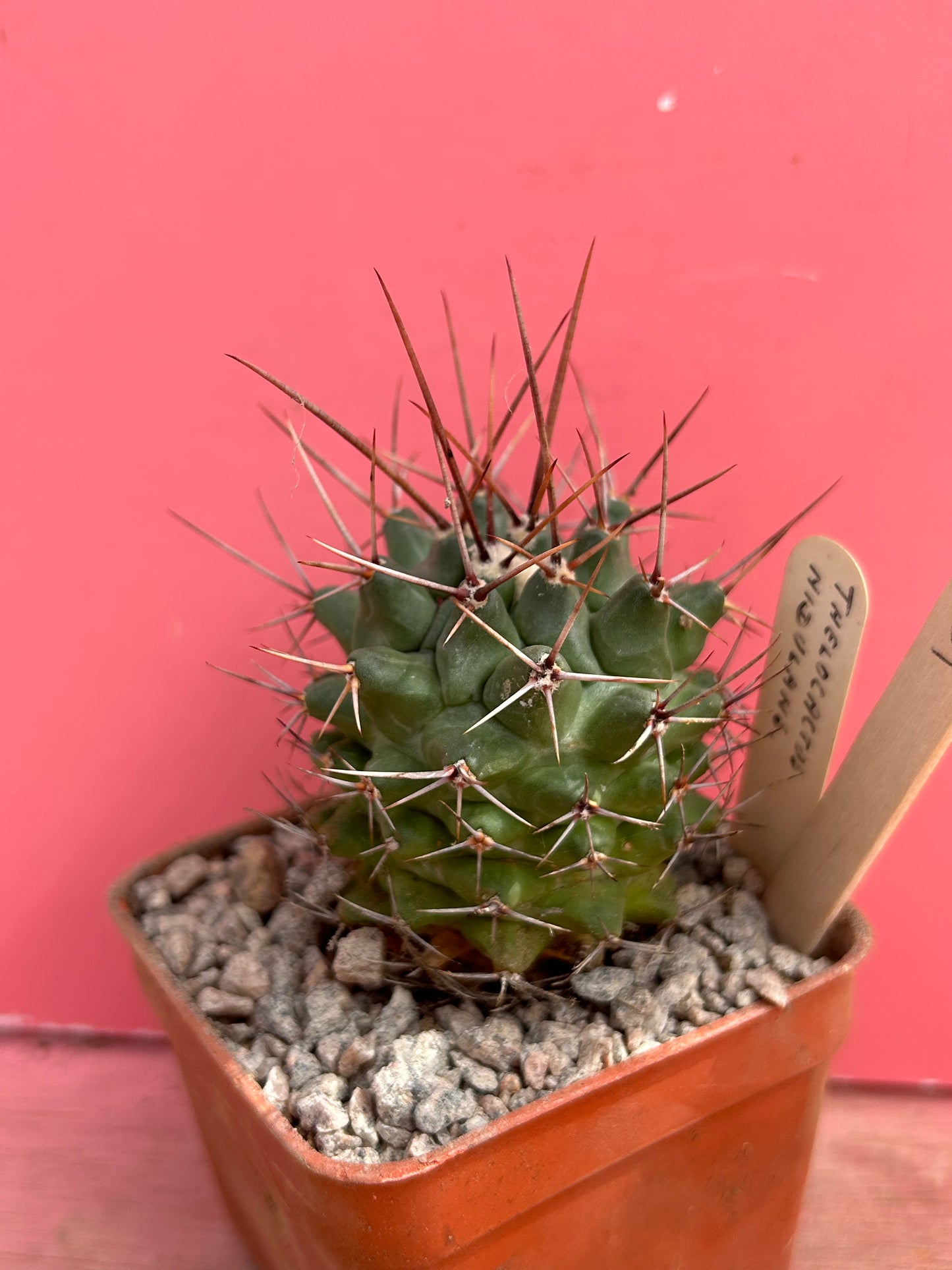 Thelocactus nidulans (1052)