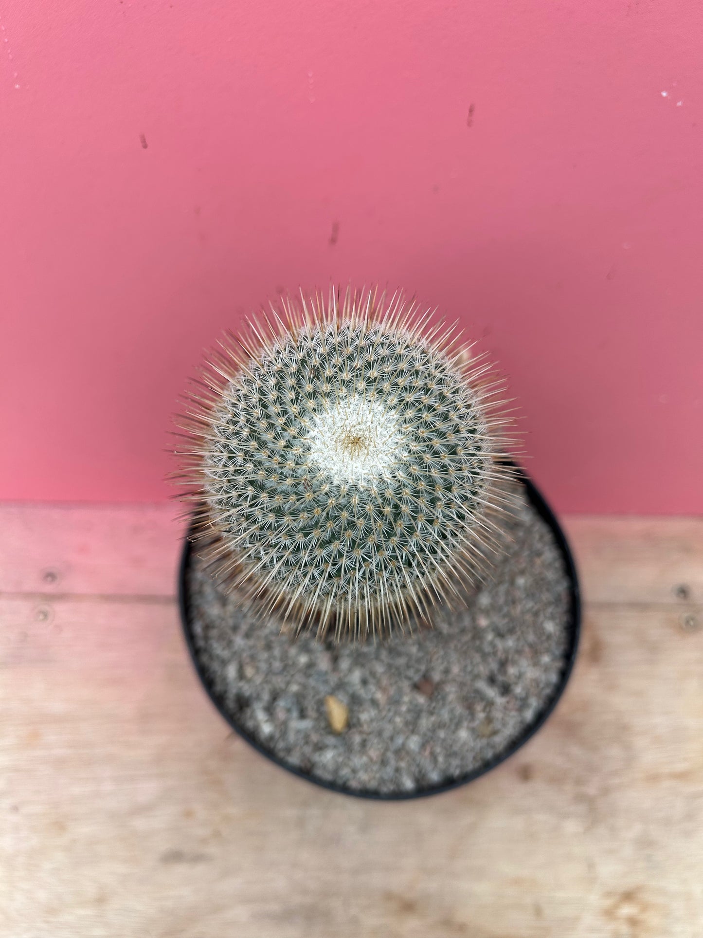Mammilaria laui (1040)