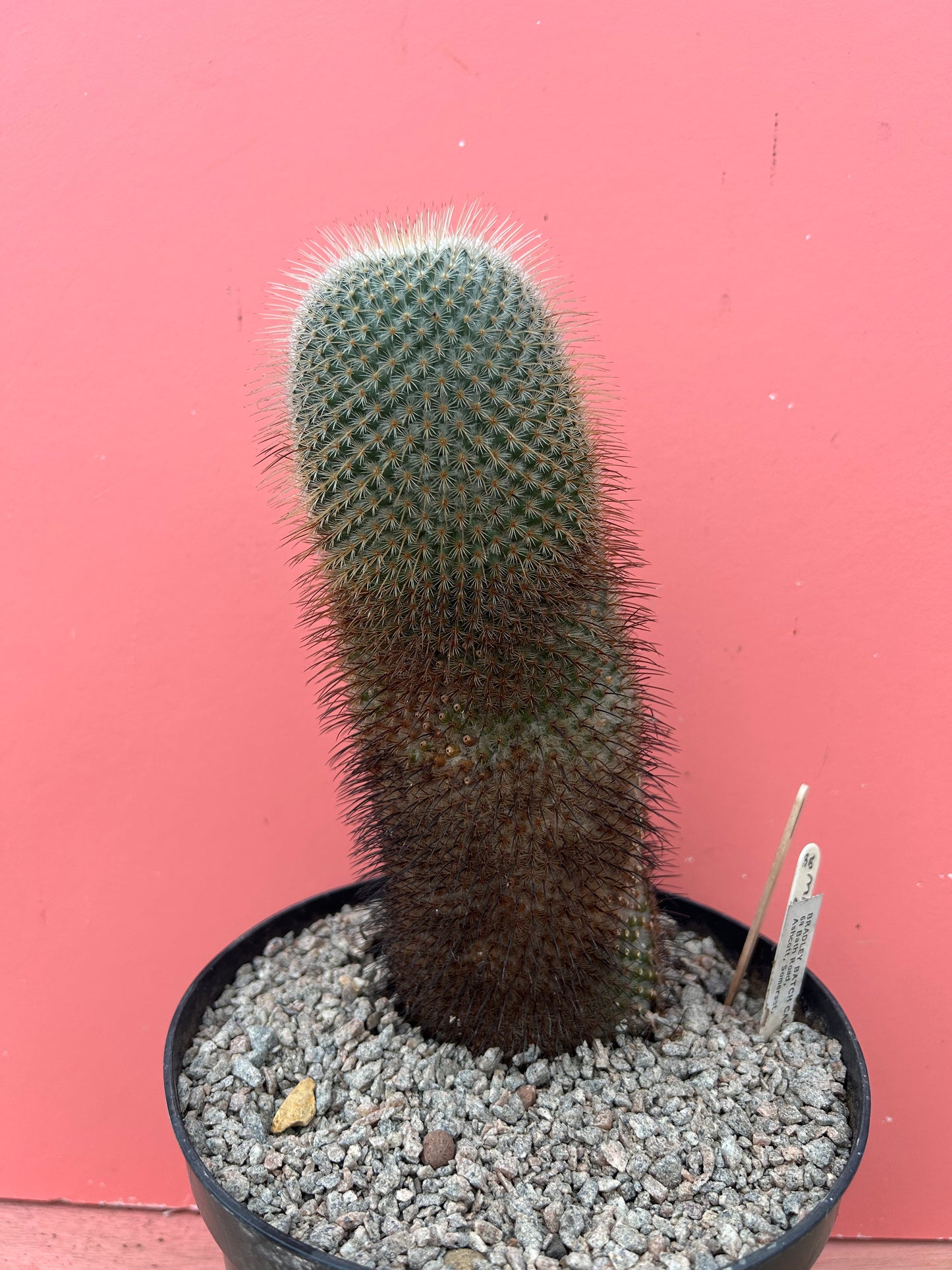 Mammilaria laui (1040)