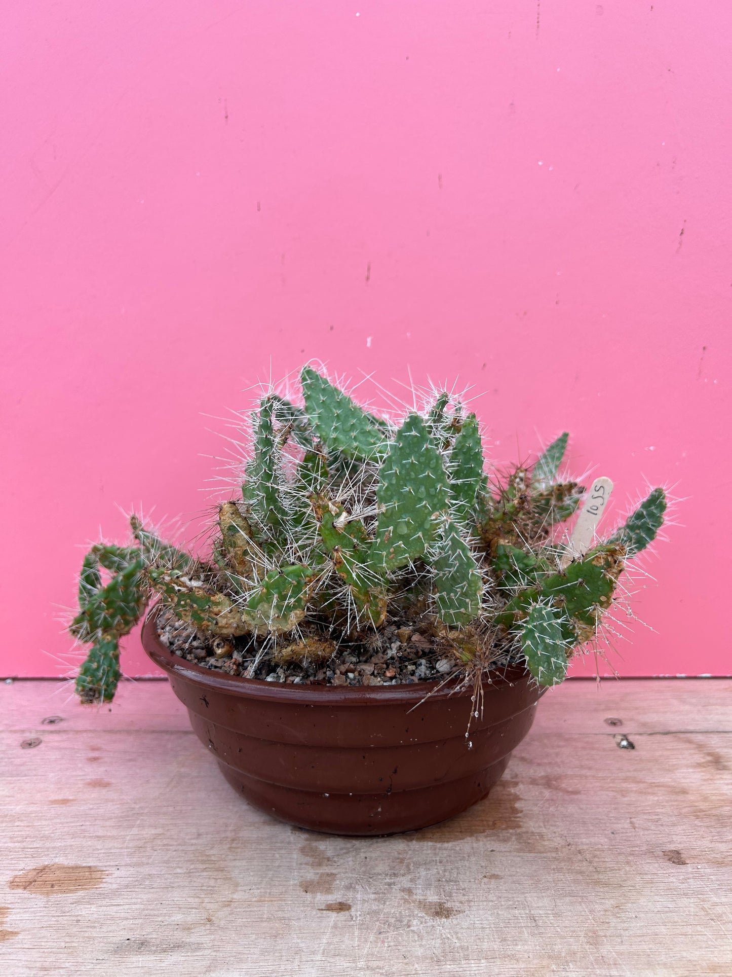 Tephrocactus species (1055)