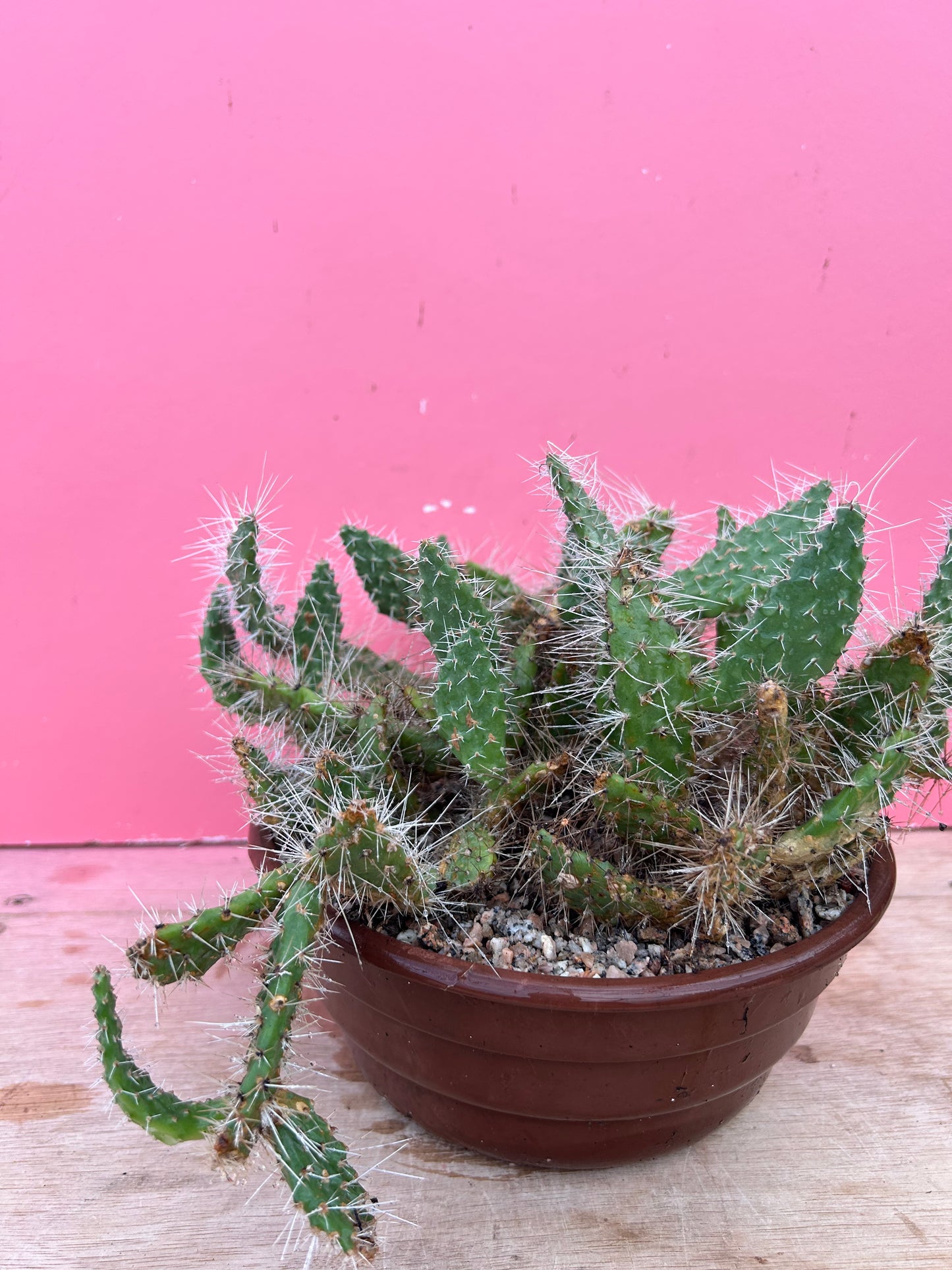 Tephrocactus species (1055)