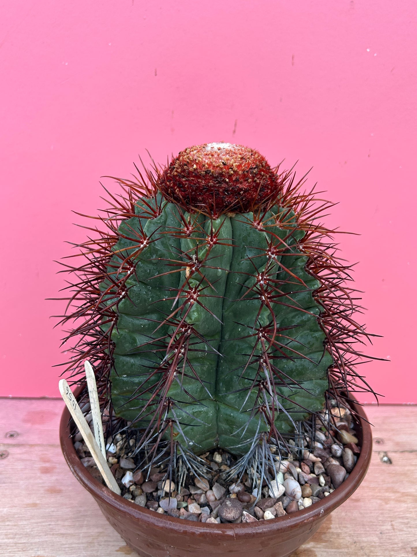 Melocactus calderanus (1056)