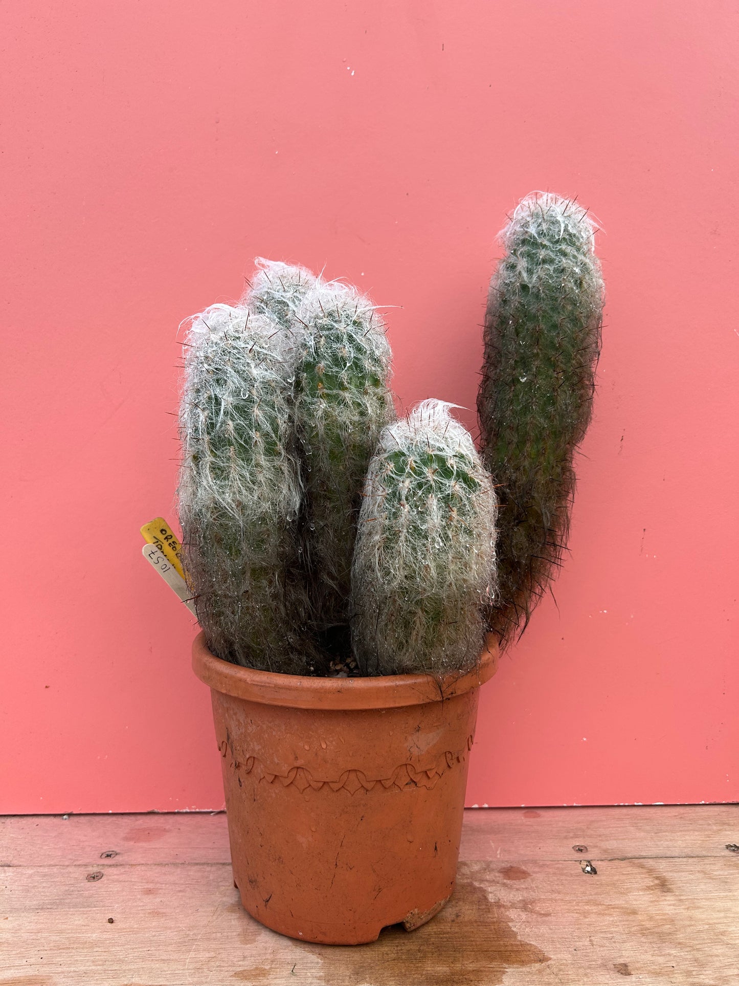 Oreocereus trollii 'Old Man Cactus' (1057)