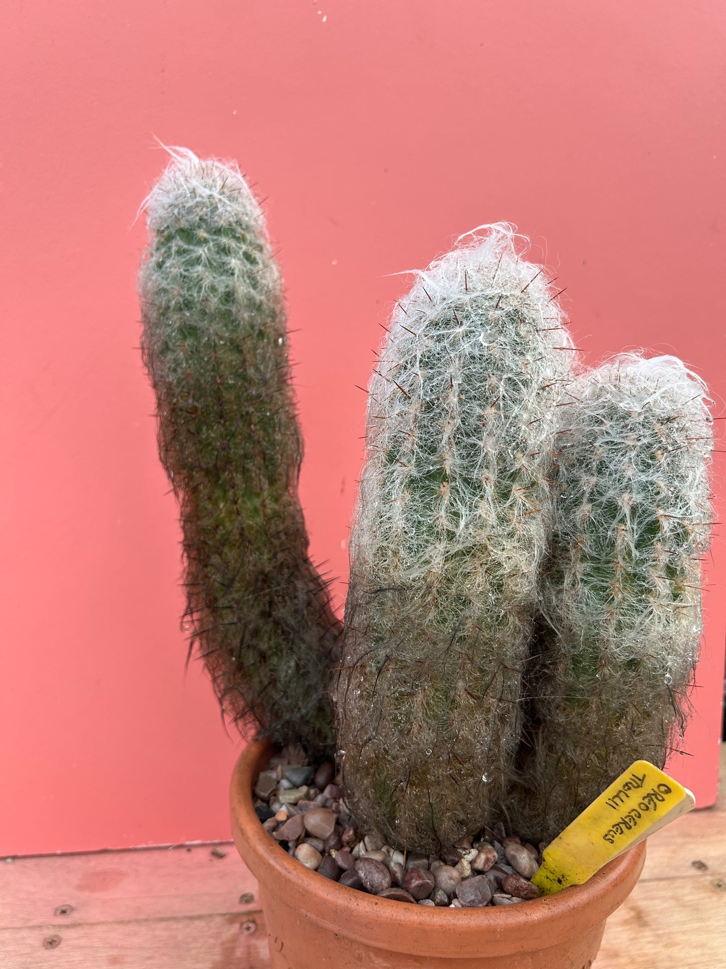 Oreocereus trollii 'Old Man Cactus' (1057)