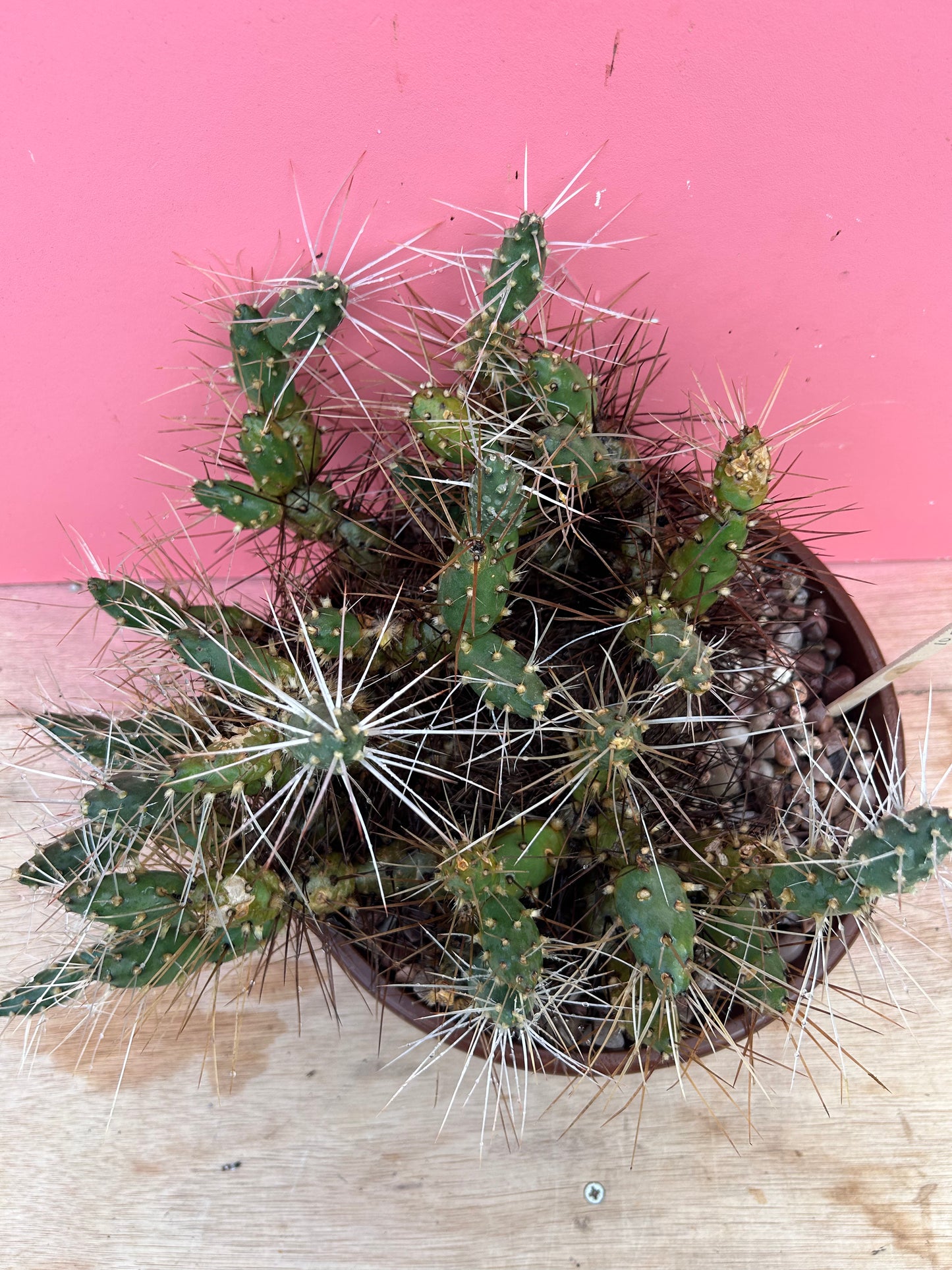 Tephrocactus species (1058)