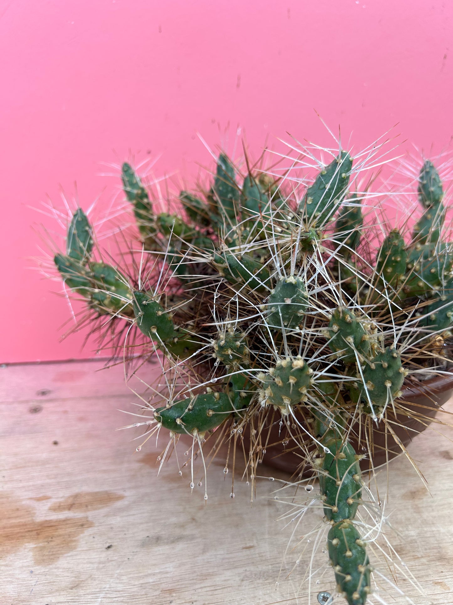 Tephrocactus species (1058)