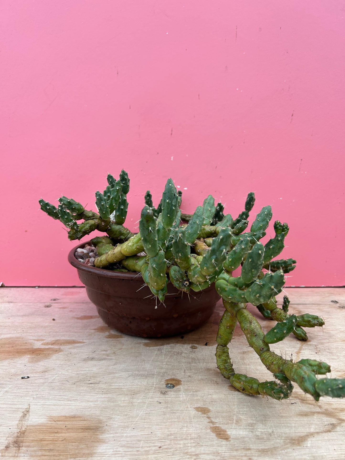 Trichocereus spachianus (1059)