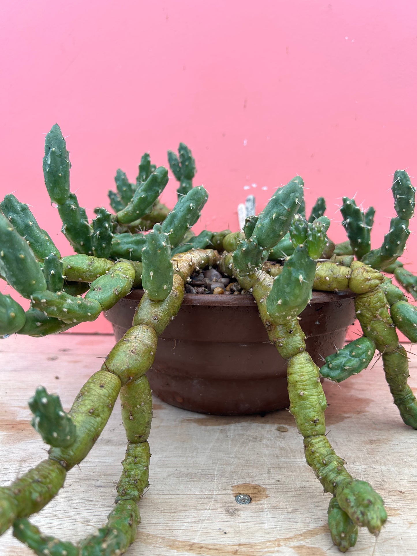 Trichocereus spachianus (1059)