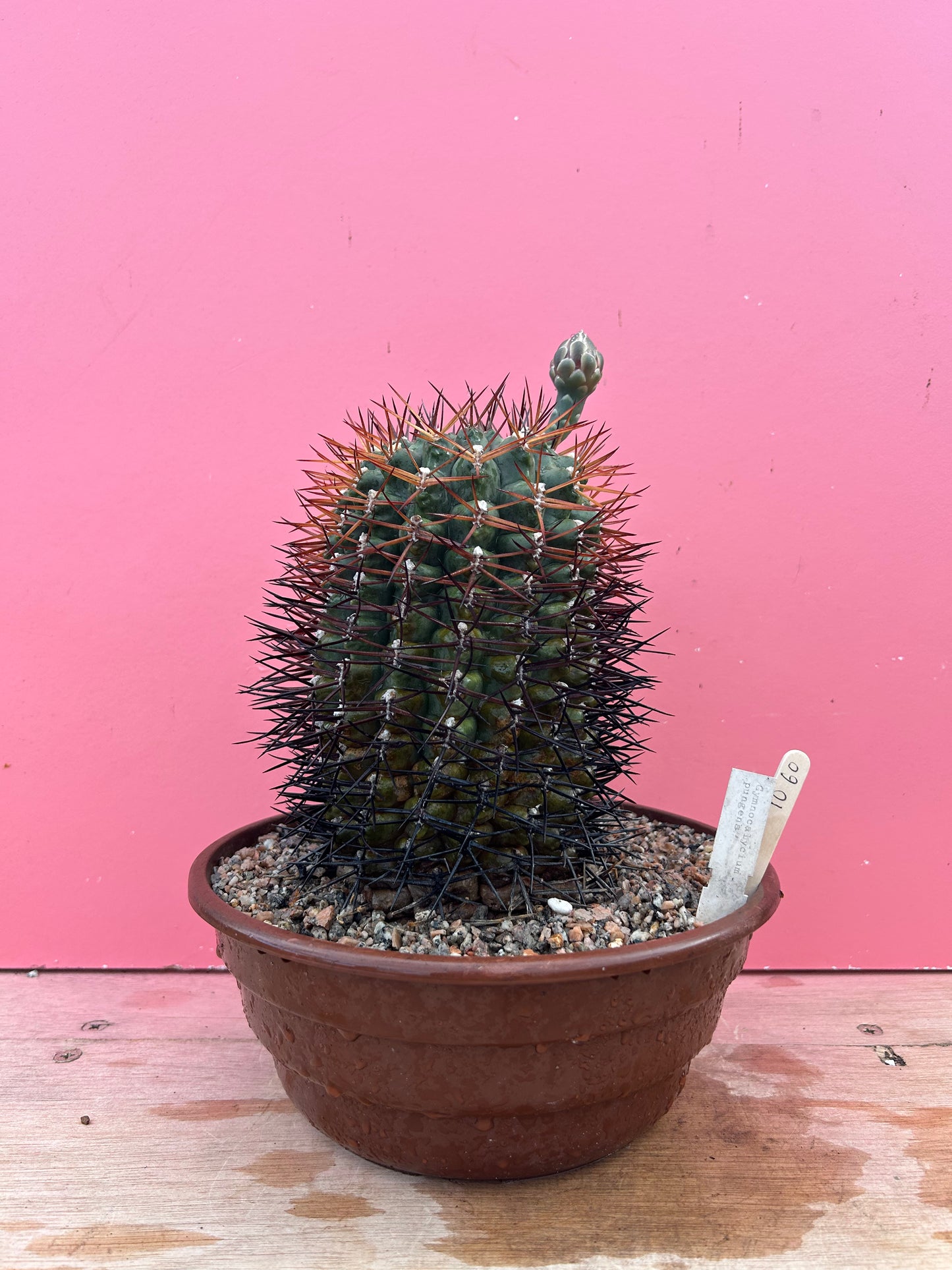 Gymnocalycium pungens (1060)