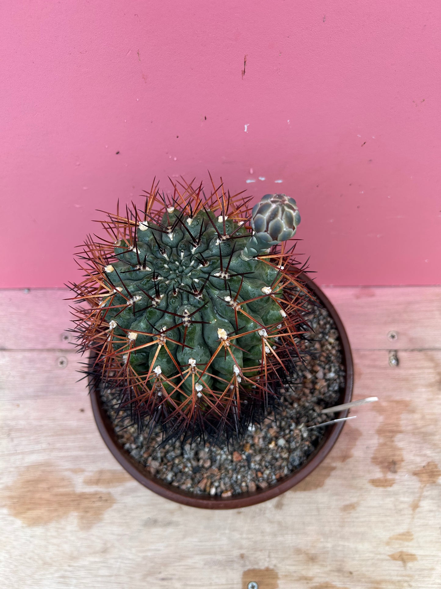 Gymnocalycium pungens (1060)