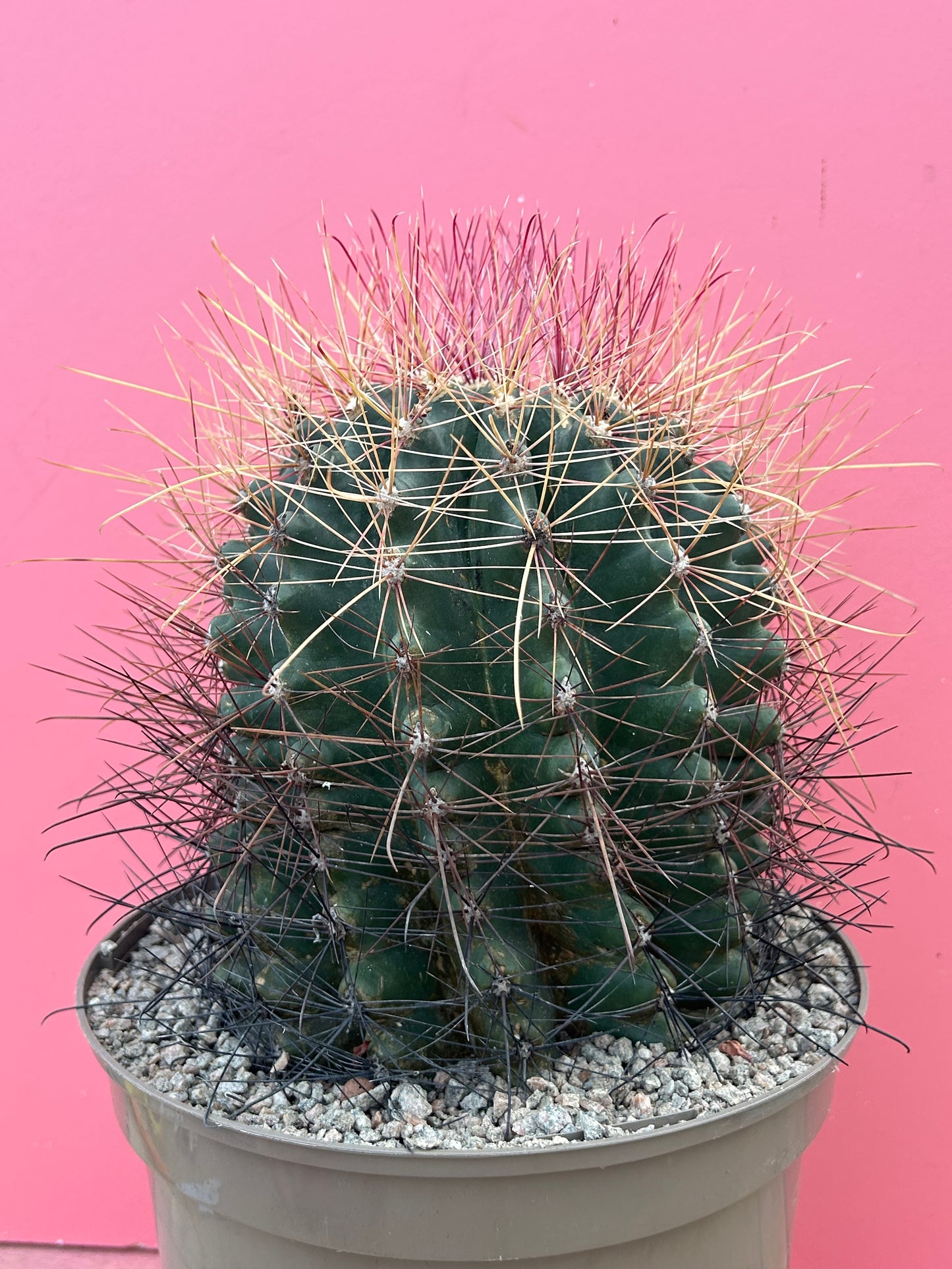 Ferocactus hamatacanthus (1061)