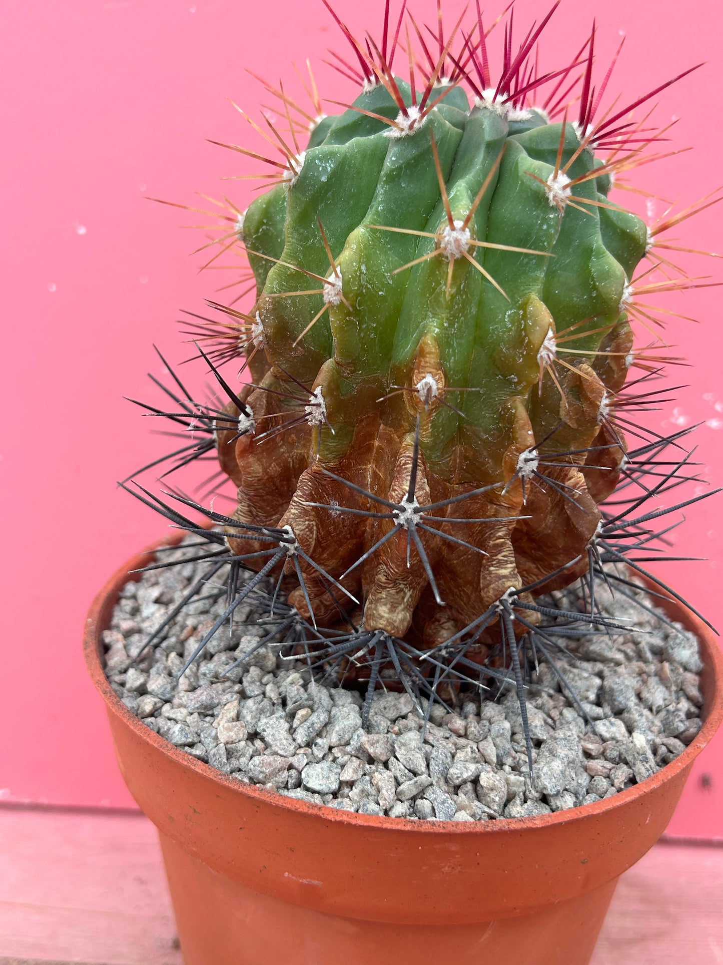 Ferocactus pilosus (1143)
