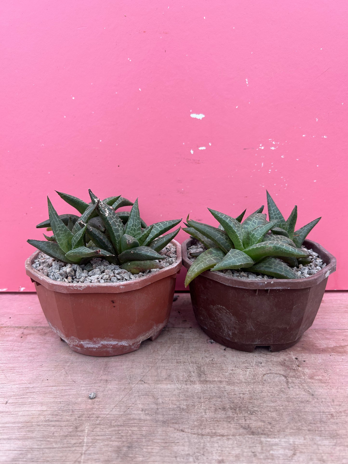 Haworthia venosa (1150)