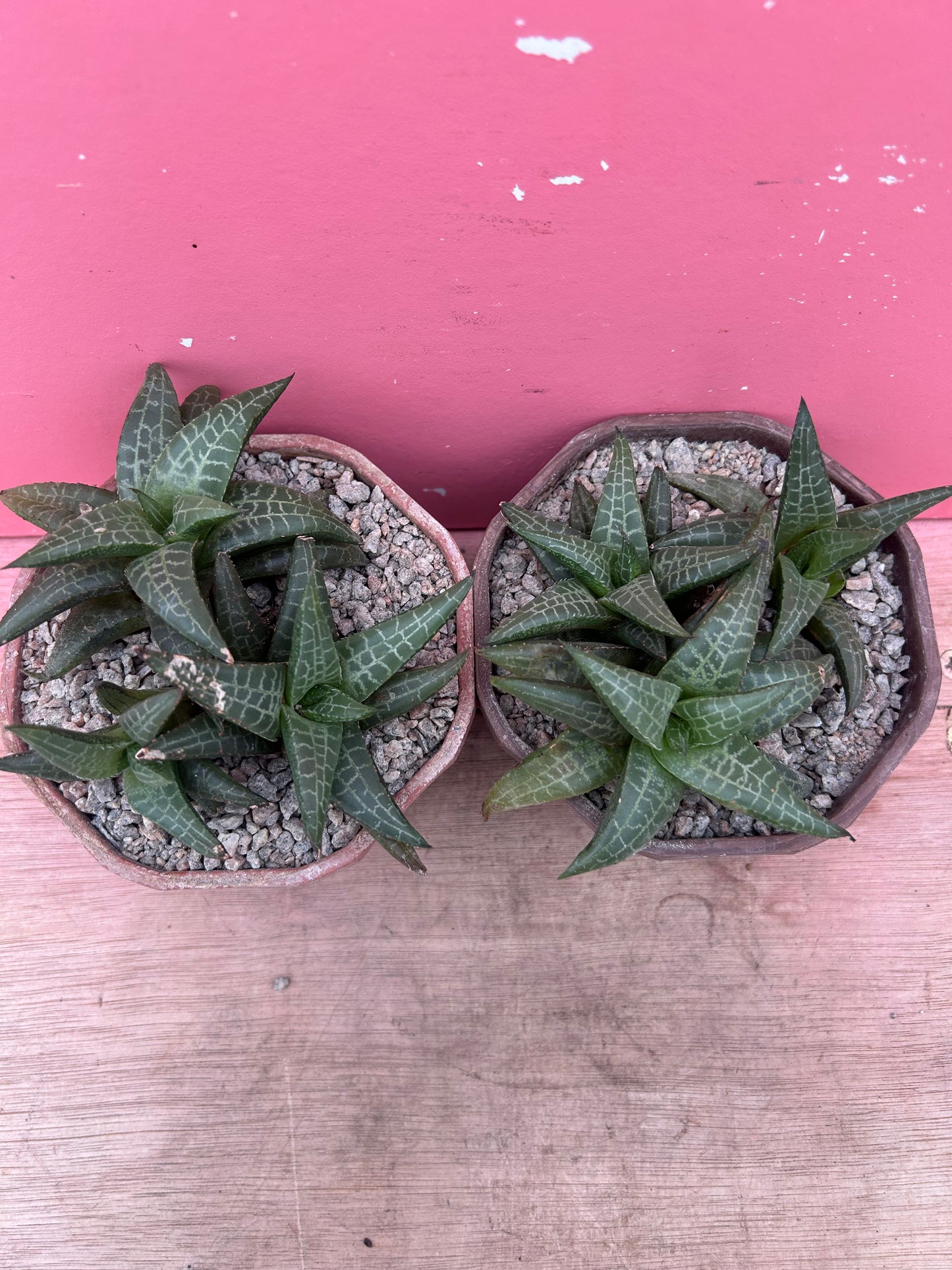 Haworthia venosa (1150)