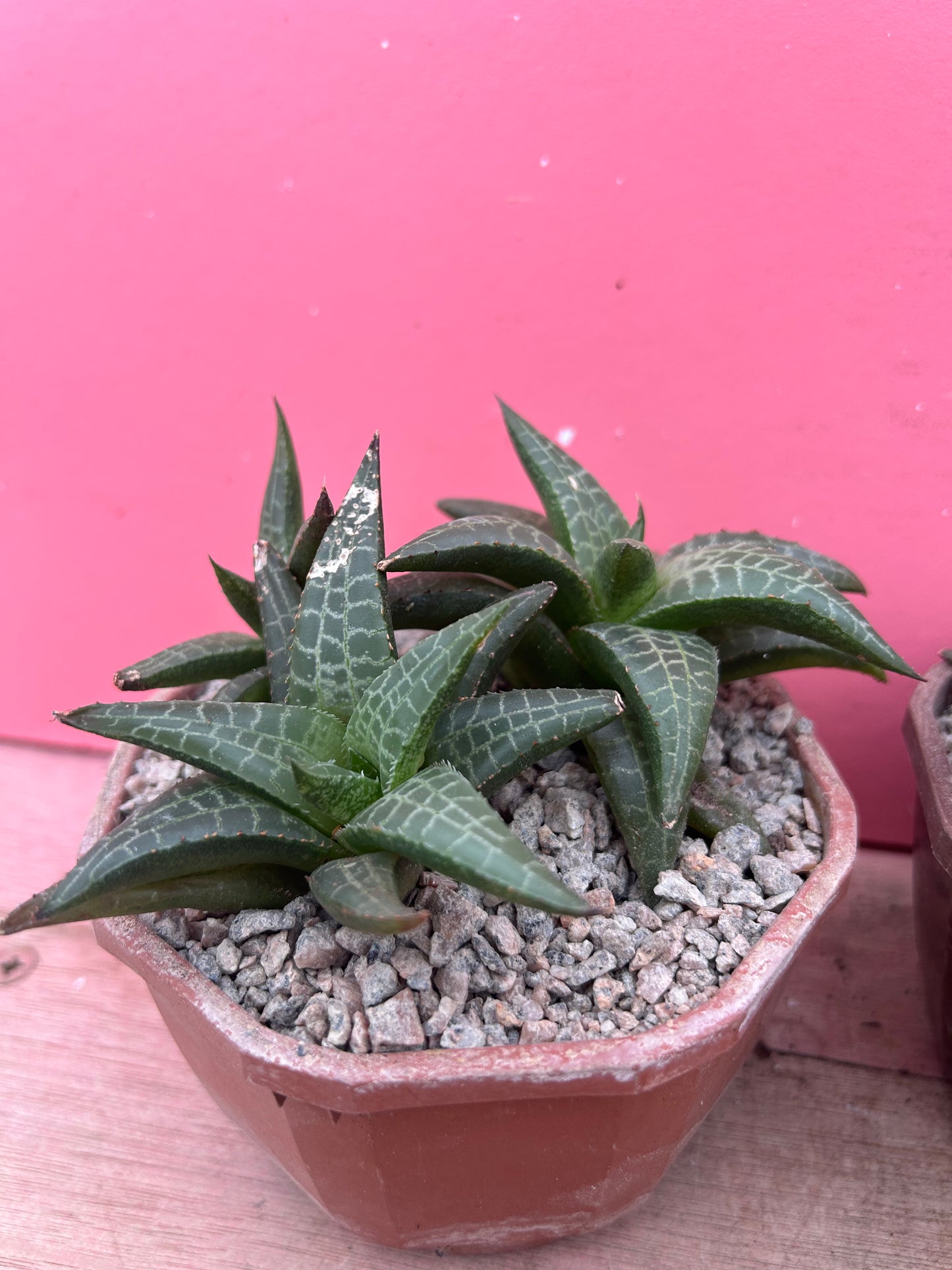 Haworthia venosa (1150)