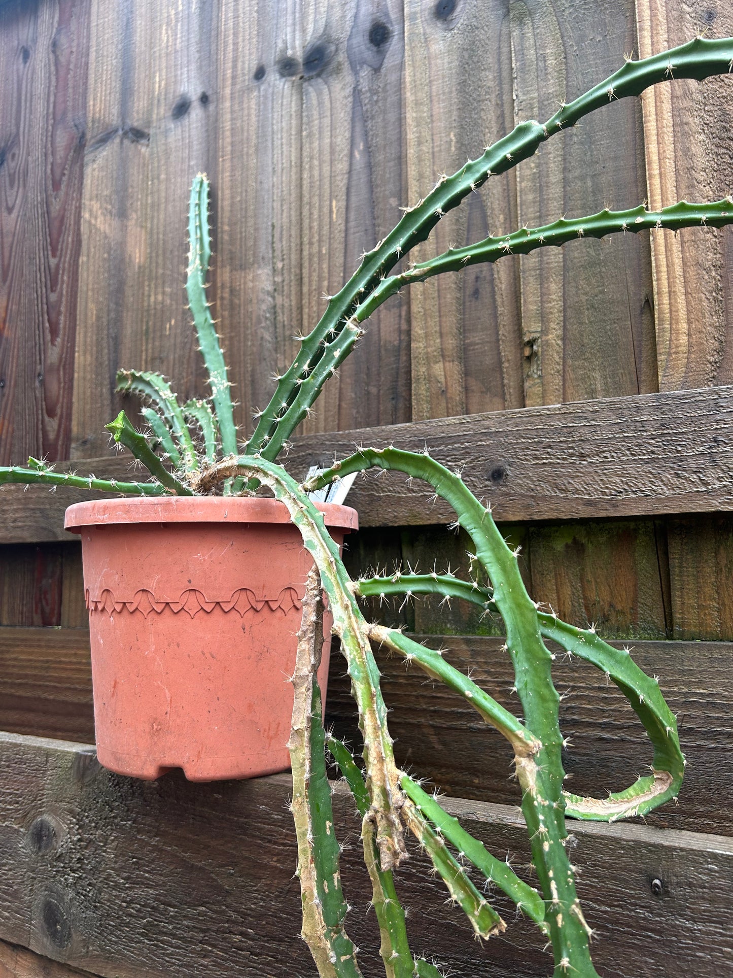 Disocactus cinnabarinus (1171)