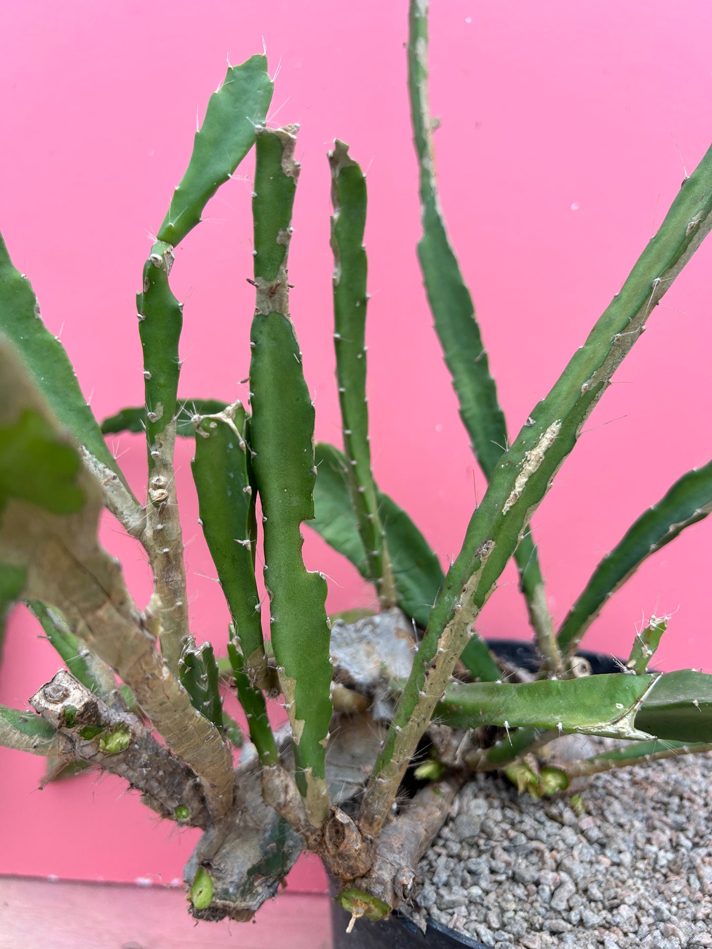 Epiphyllum ackermanii (1173)
