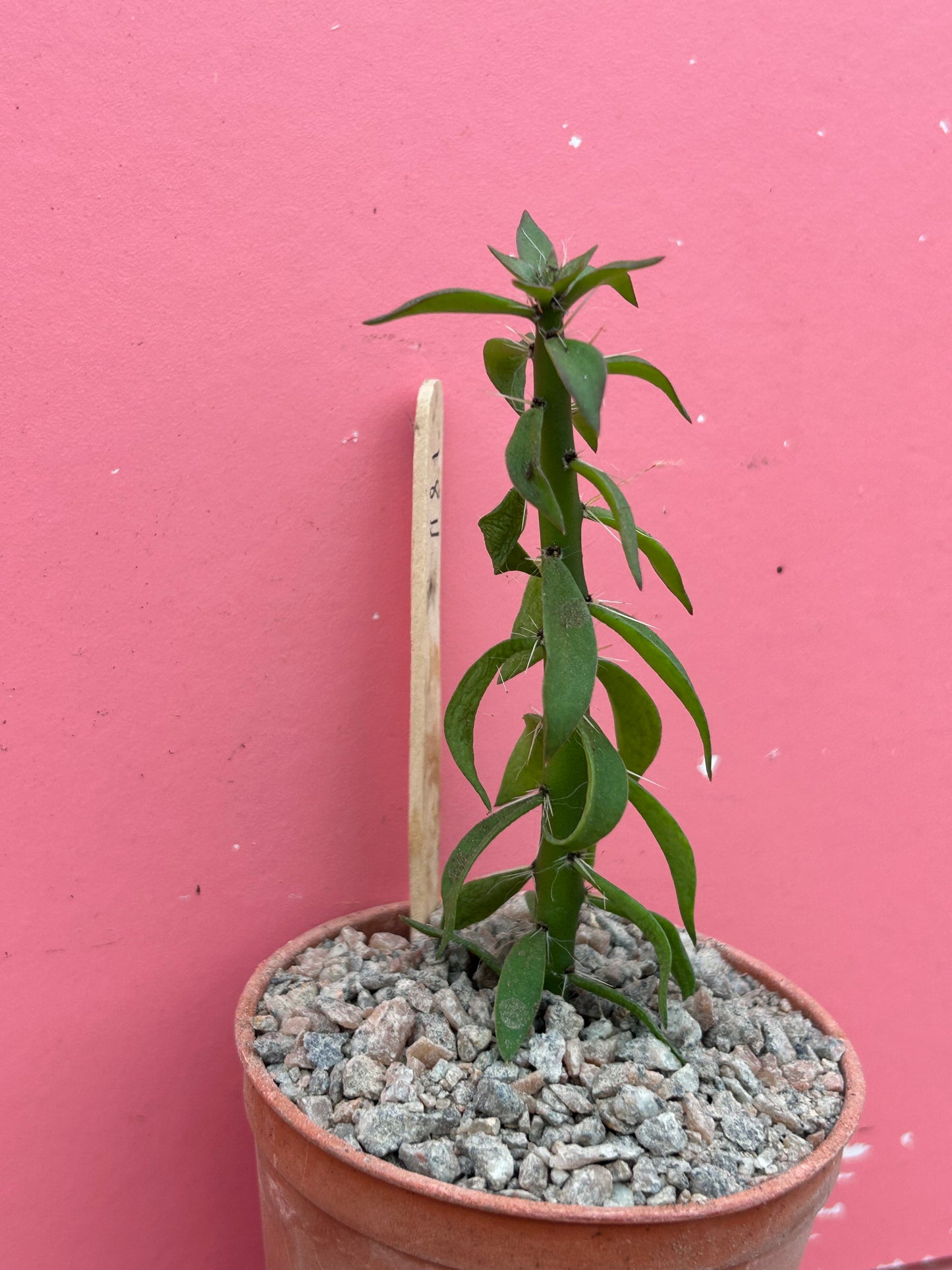 Pereskia diaz-romeroana (1181)