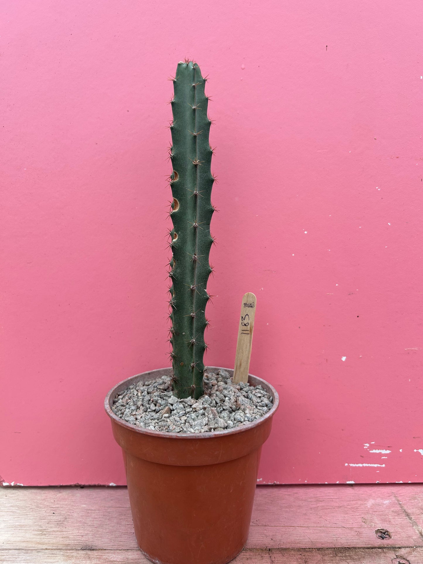 Peniocereus cuixmalensis (1183)