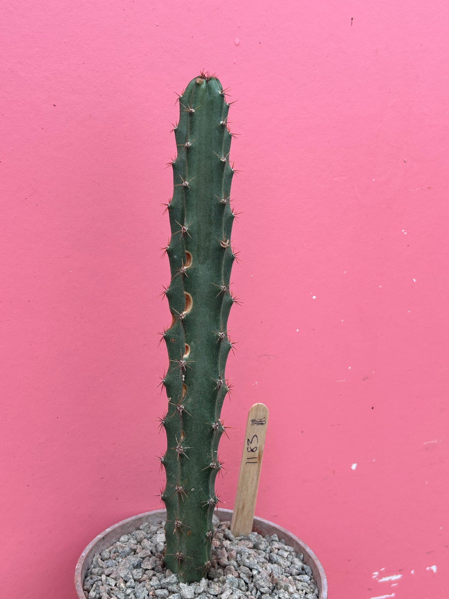 Peniocereus cuixmalensis (1183)