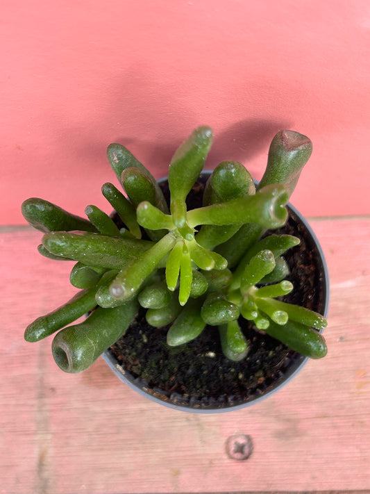 Crassula coral