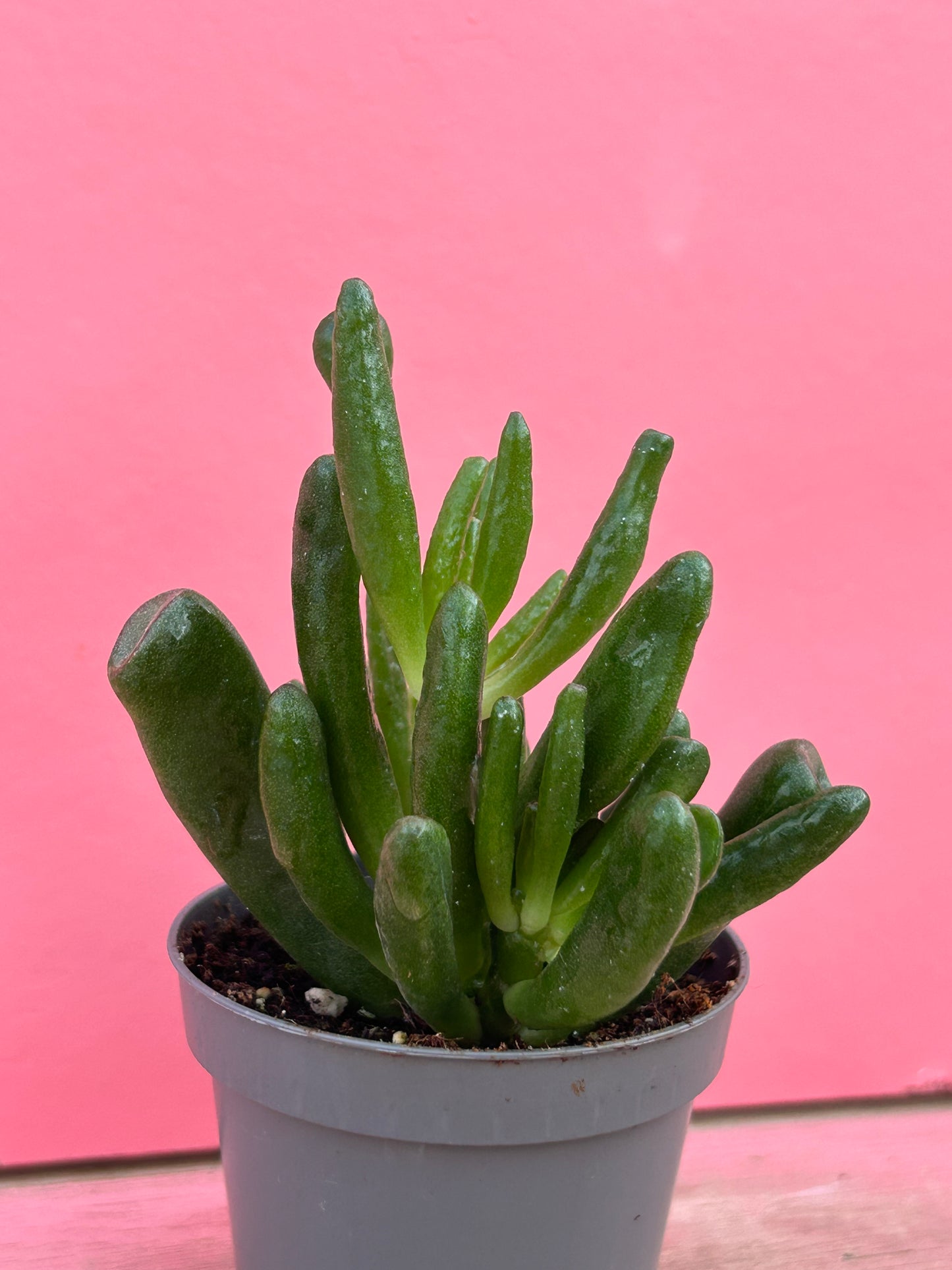 Crassula coral