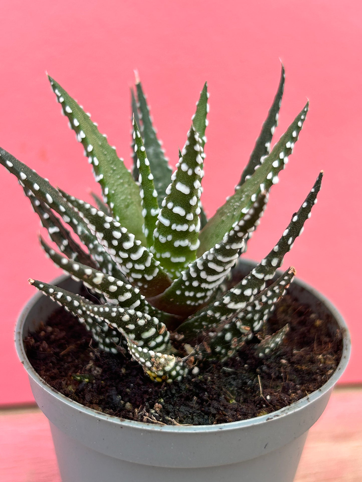 Haworthia 'Big Band'