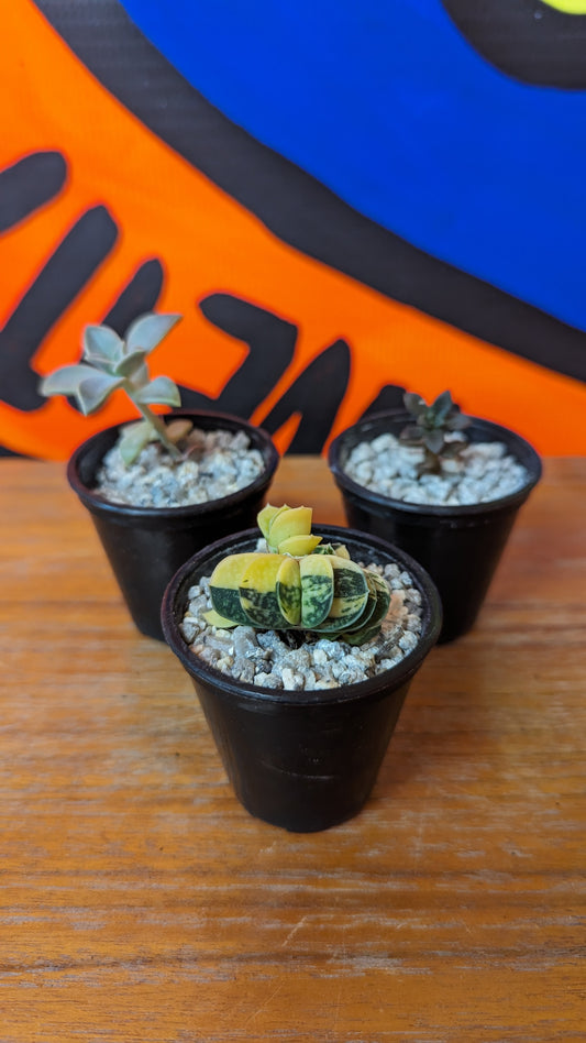Baby succulent pack (3 plants)