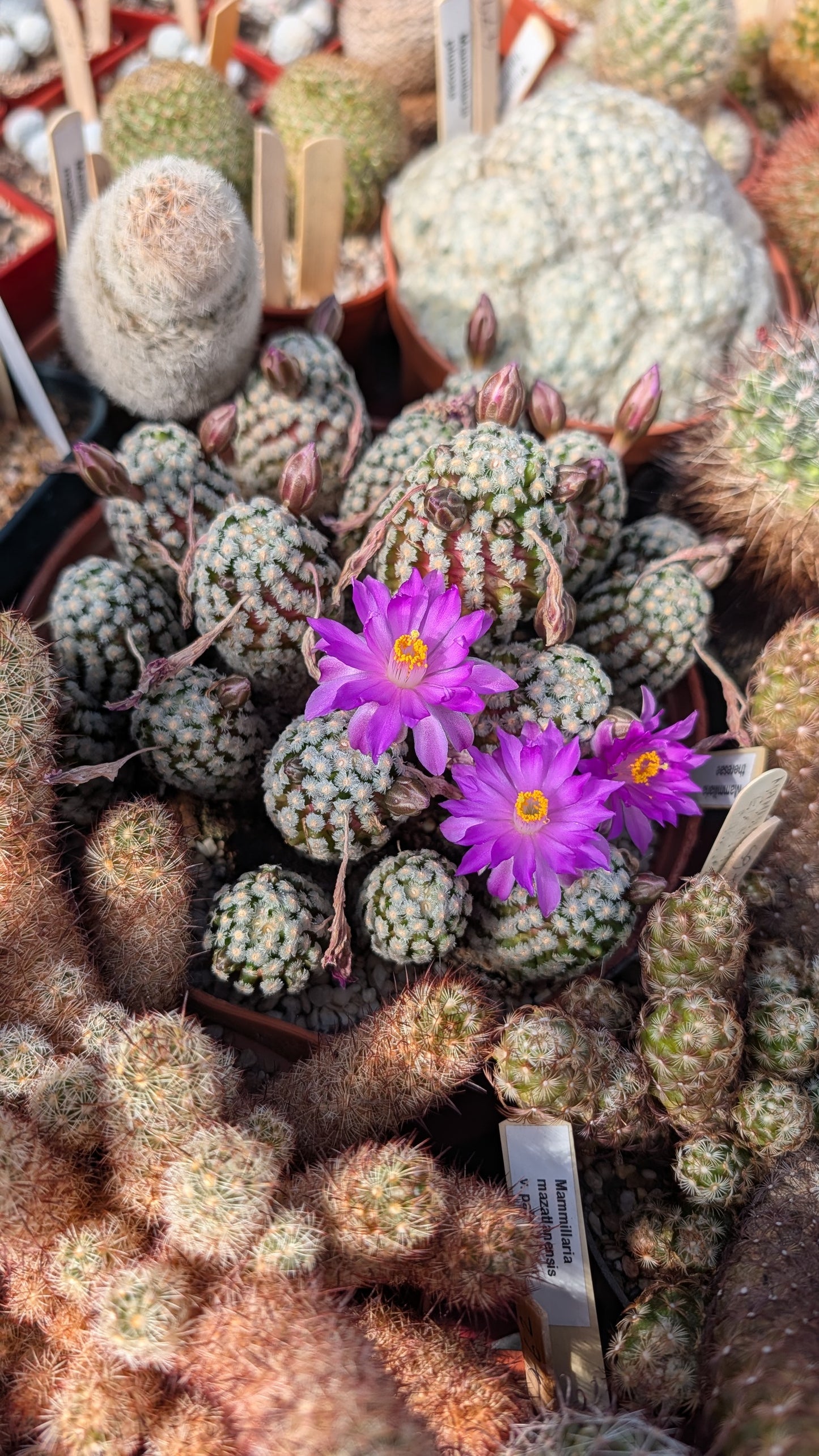 Mammillaria theresae (467)