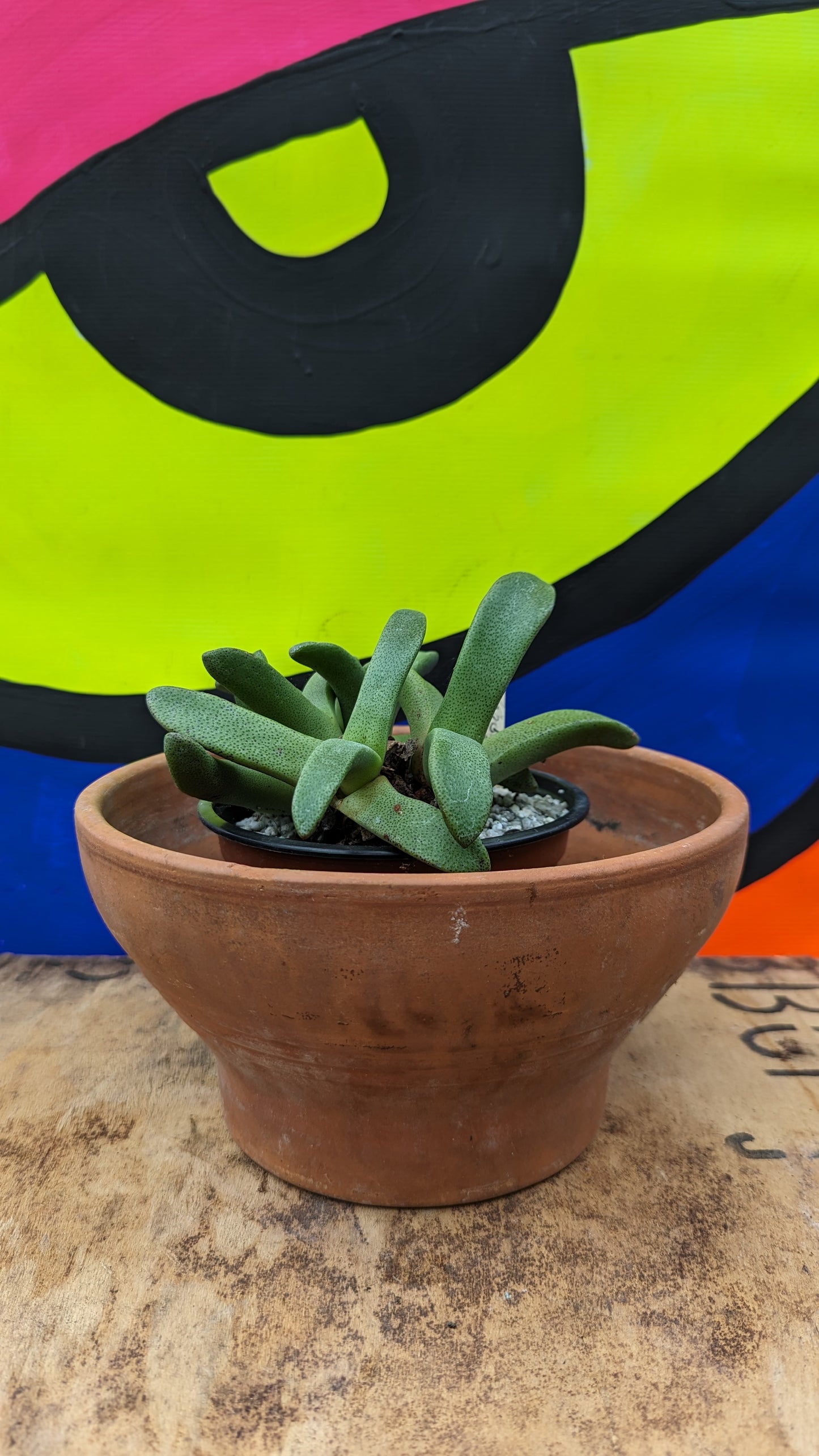 Vintage terracotta: tapered bowl 19cm