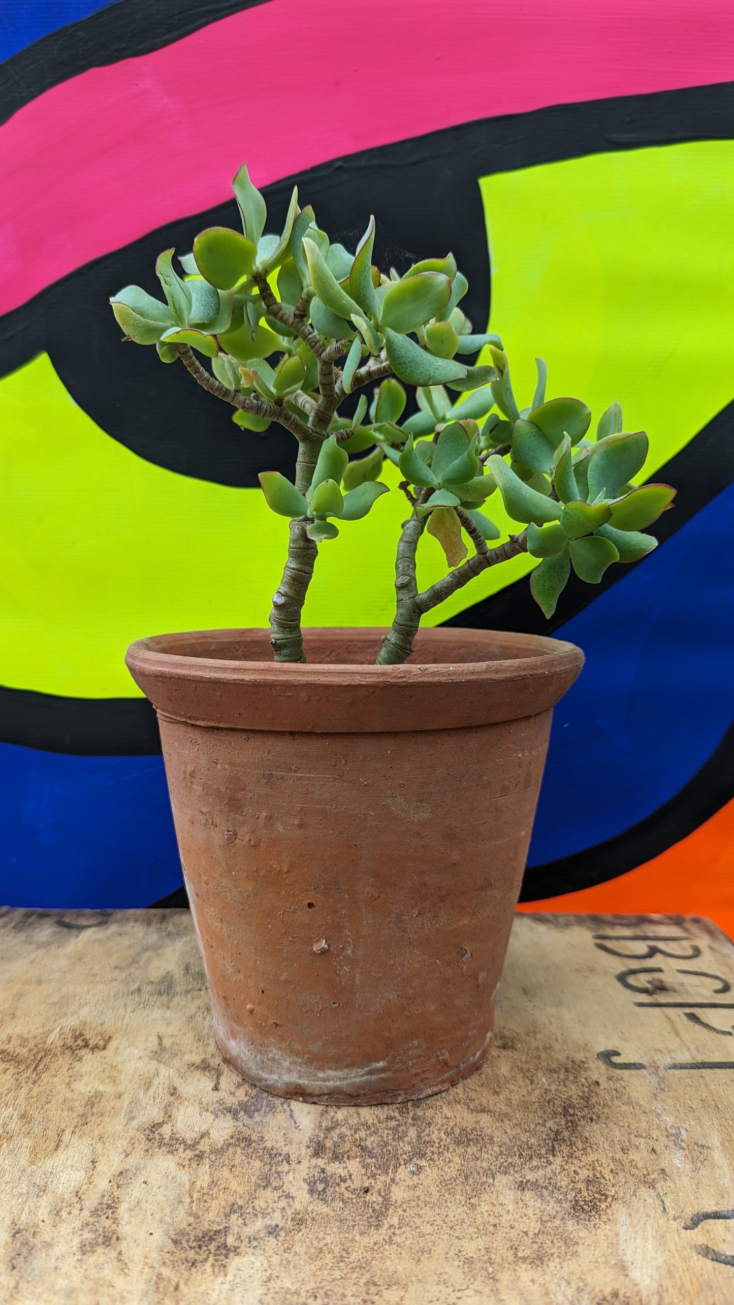 Vintage terracotta: Victorian pot 18cm