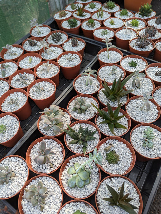 Rescue succulent & cacti pack (3 plants)