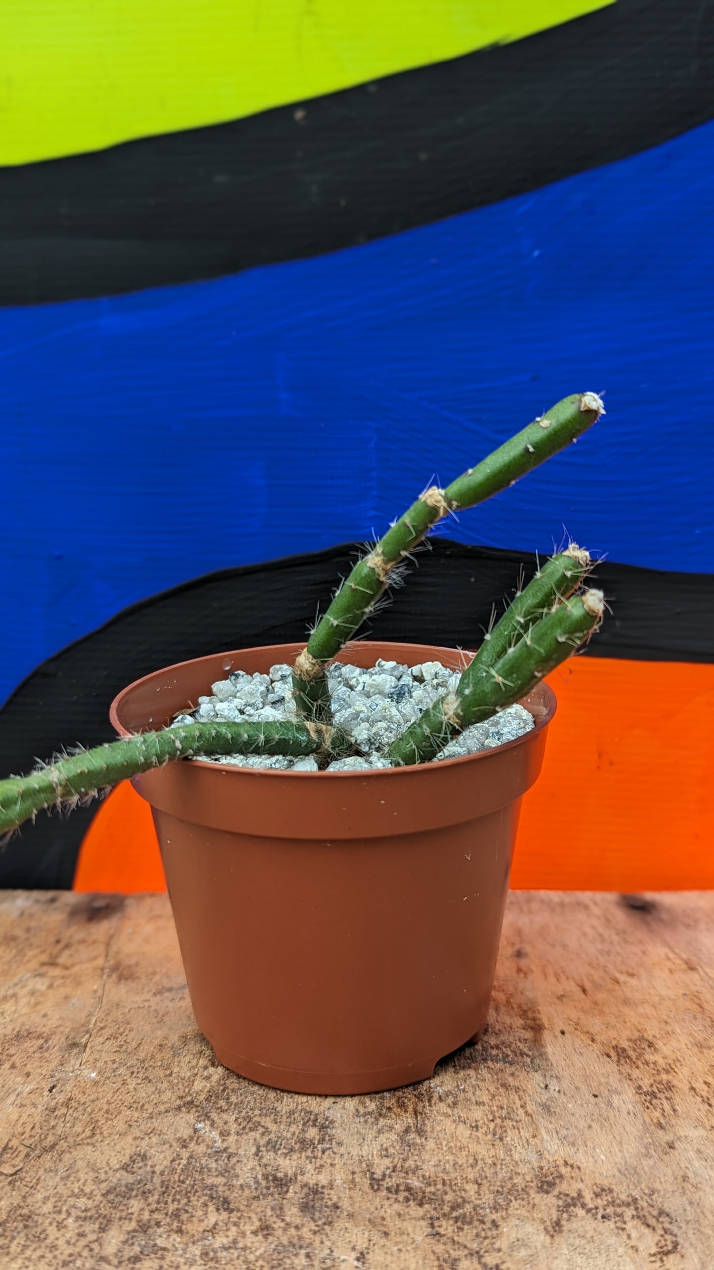 Rhipsalis epiphylcanthoides (244)