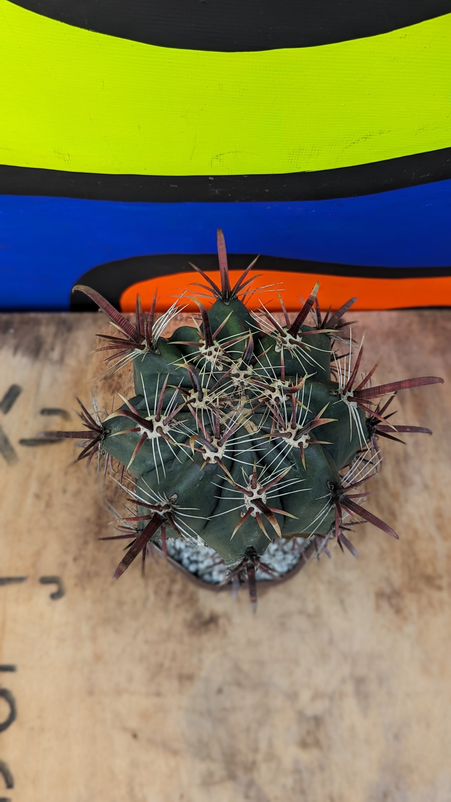 Ferocactus peninsulae (256)