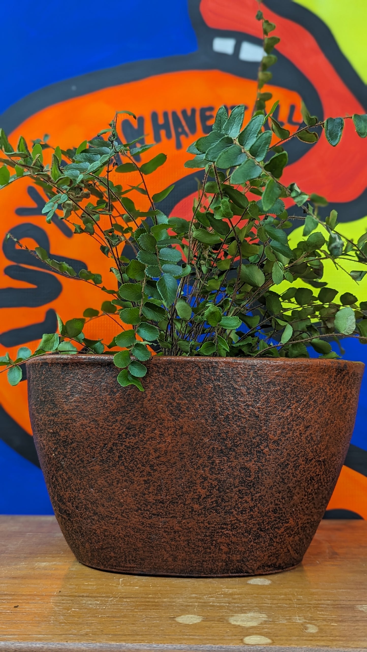 Large terracotta oval planter