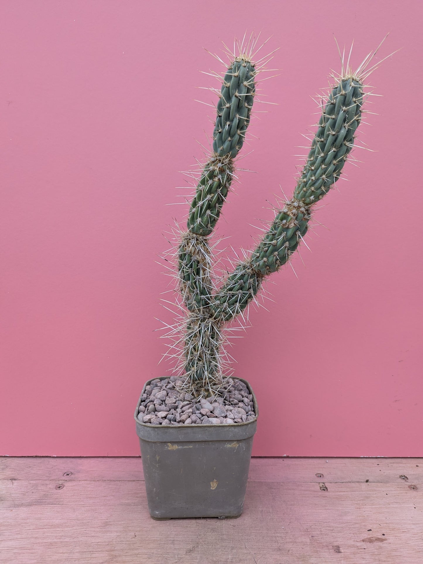 Miqueliopuntia miquelii