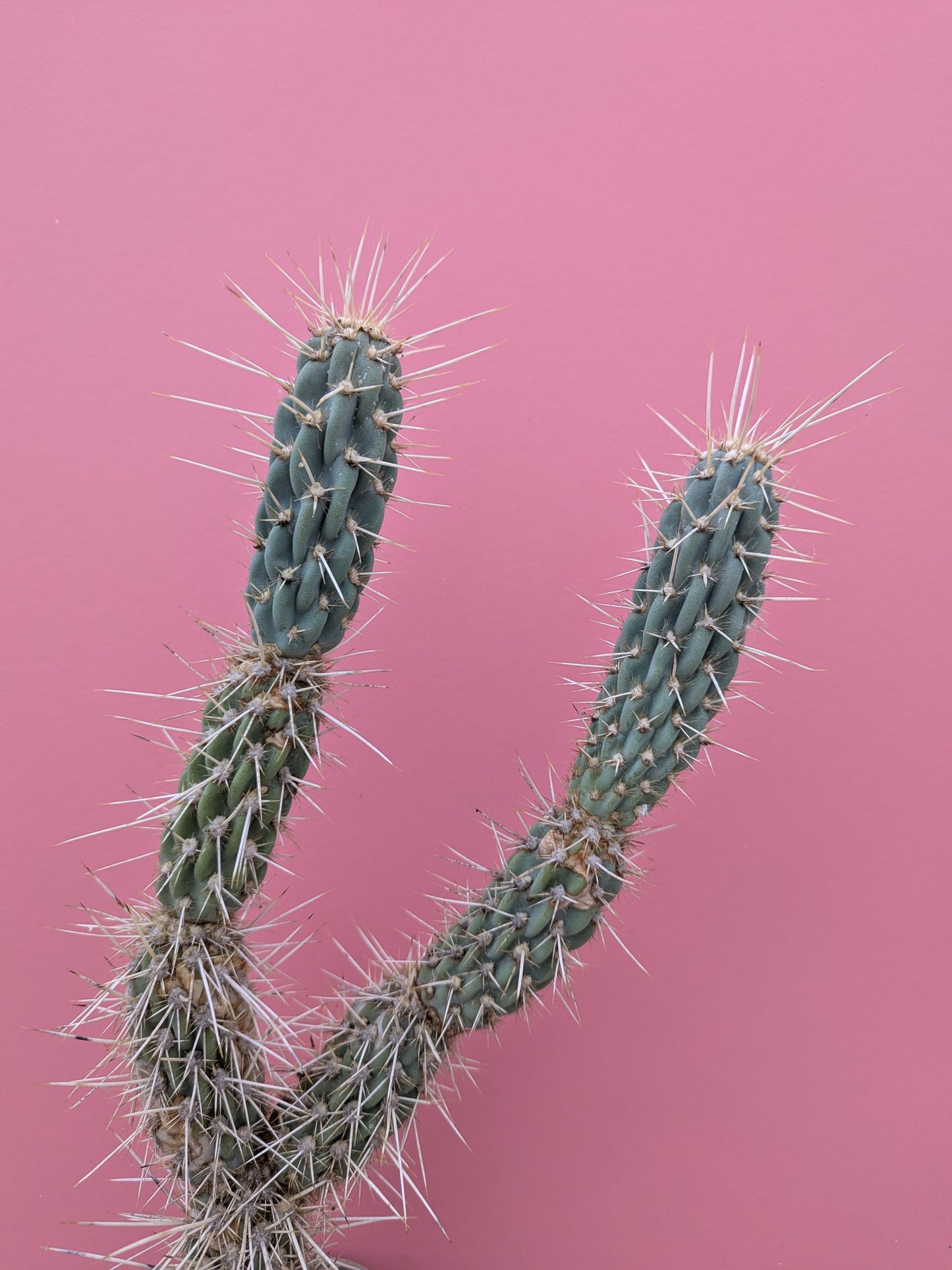 Miqueliopuntia miquelii
