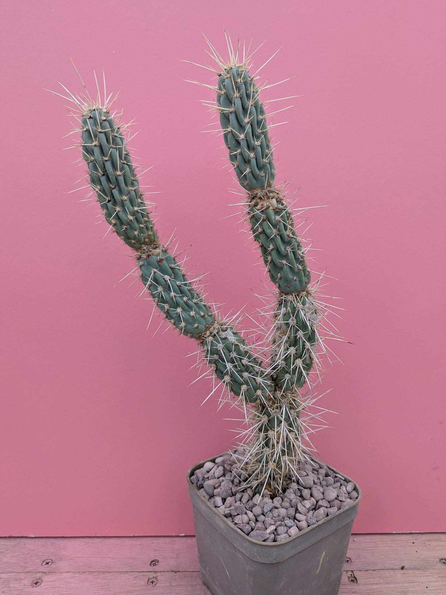Miqueliopuntia miquelii