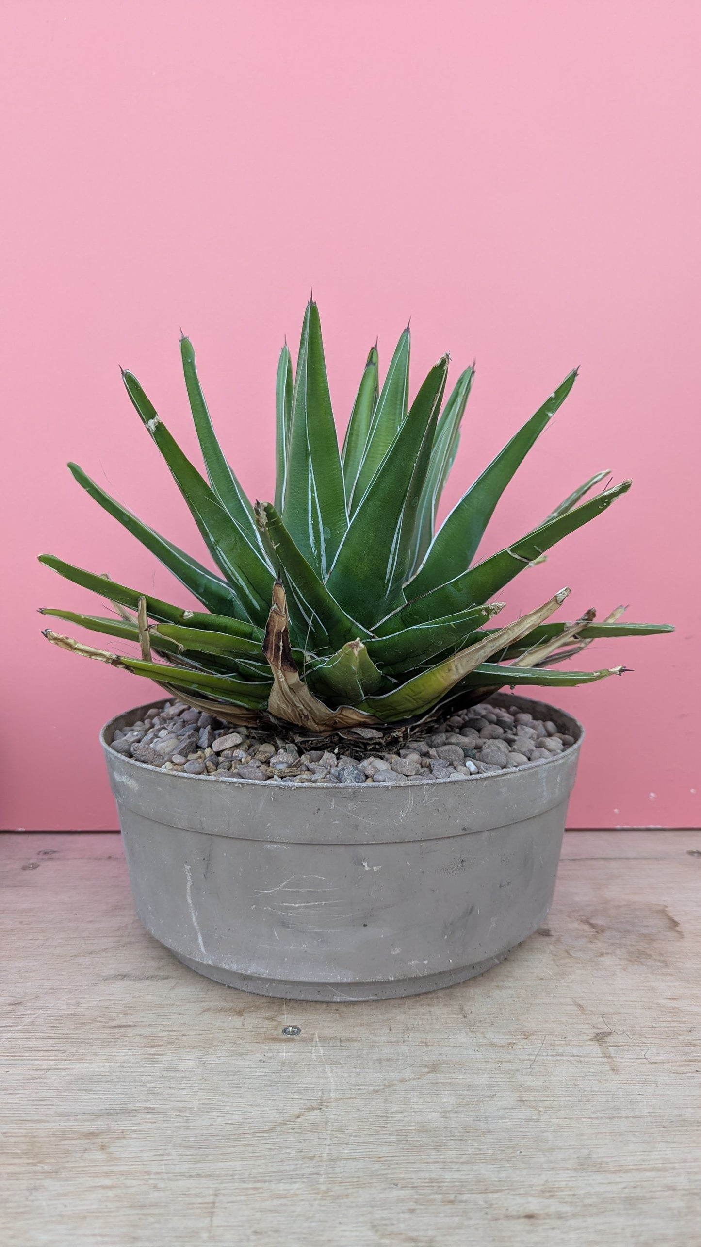 Agave reginae victoria (215)