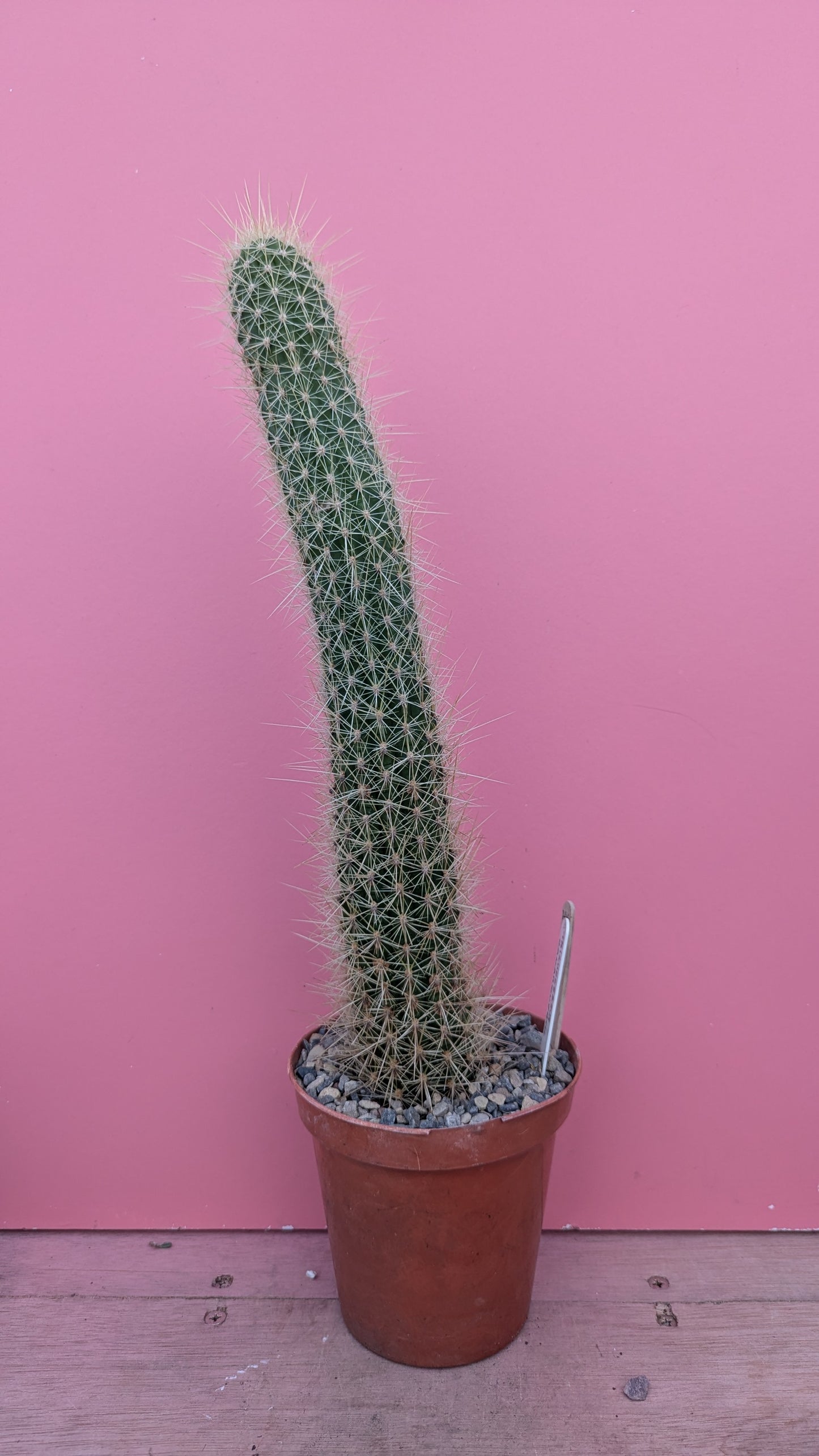Trichocereus camarguensis (220)